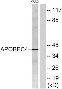 APOBEC4 rabbit pAb Antibody