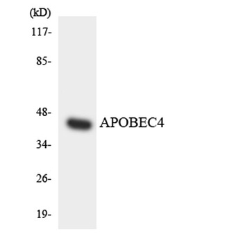 APOBEC4 rabbit pAb Antibody