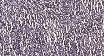 Arrestin-β-1 rabbit pAb