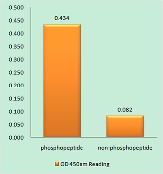 Tau (phospho Ser262) rabbit pAb Antibody
