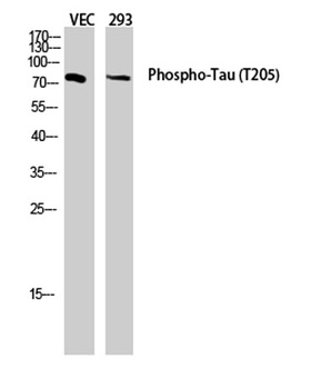 Tau (phospho Thr205) rabbit pAb Antibody