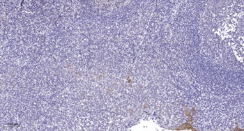 Lsk rabbit pAb Antibody