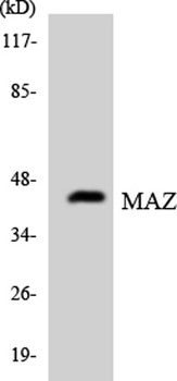 MAZ rabbit pAb Antibody