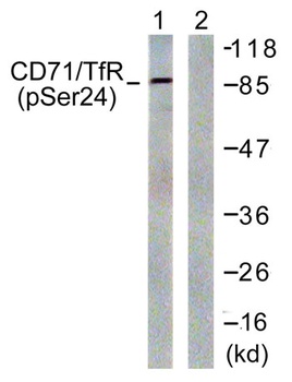 CD71/TfR (phospho Ser24) rabbit pAb