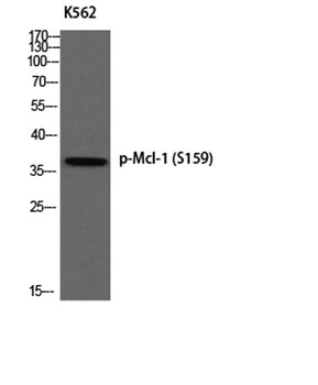Mcl-1 (phospho Ser159) rabbit pAb