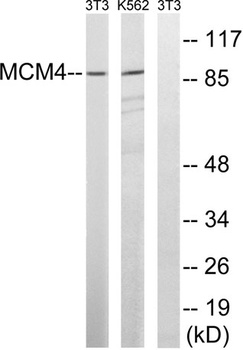MCM4 rabbit pAb Antibody