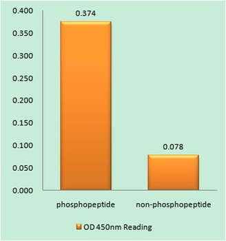 MEF-2D (phospho Ser444) rabbit pAb Antibody