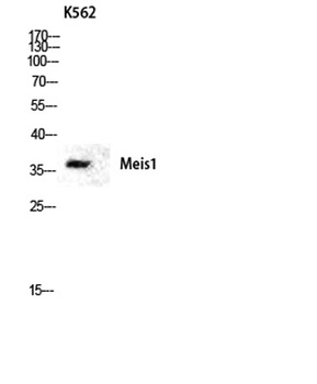 Meis1 rabbit pAb Antibody