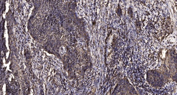 Meis1 rabbit pAb Antibody