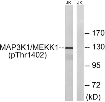 MEK Kinase-1 (phospho Thr1402) rabbit pAb Antibody