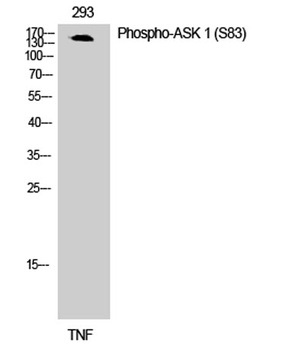 ASK 1 (phospho Ser83) rabbit pAb Antibody