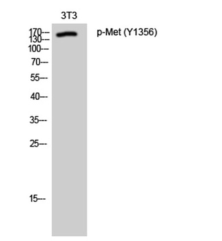 Met (phospho Tyr1356) rabbit pAb Antibody