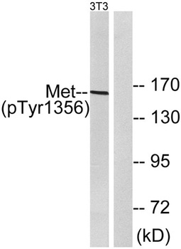 Met (phospho Tyr1356) rabbit pAb Antibody