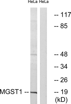 MGST1 rabbit pAb Antibody
