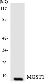 MGST1 rabbit pAb Antibody
