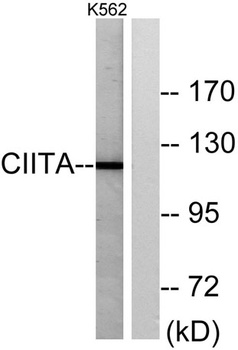 CIITA rabbit pAb Antibody