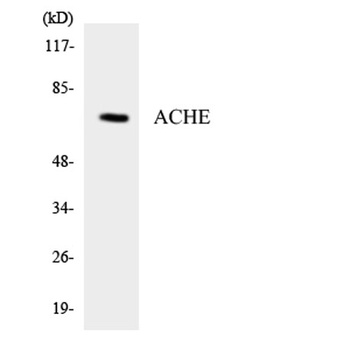 AChE rabbit pAb Antibody