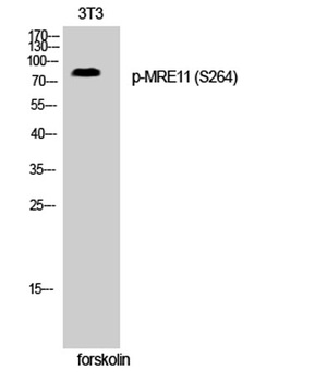 MRE11 (phospho Ser264) rabbit pAb Antibody