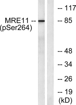 MRE11 (phospho Ser264) rabbit pAb Antibody