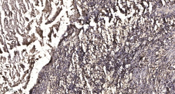 MRE11 (phospho Ser264) rabbit pAb Antibody