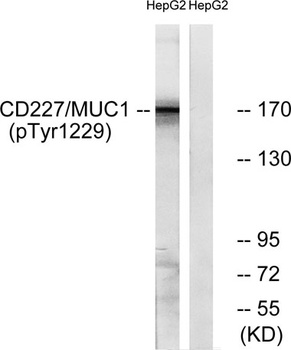 Mucin 1 (phospho Tyr1229) rabbit pAb Antibody