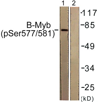 B-Myb (phospho Ser577) rabbit pAb Antibody