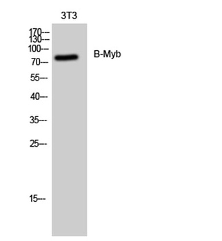 B-Myb rabbit pAb Antibody