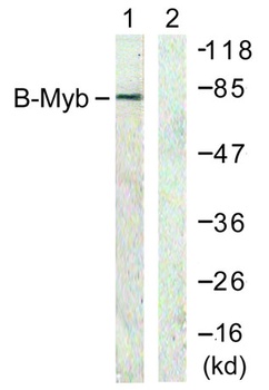 B-Myb rabbit pAb Antibody