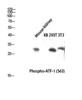ATF-1 (phospho Ser63) rabbit pAb Antibody