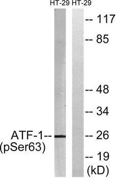 ATF-1 (phospho Ser63) rabbit pAb Antibody