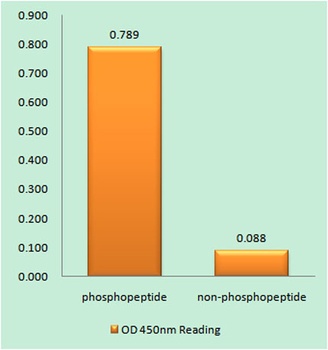 p40-phox (phospho Thr154) rabbit pAb Antibody