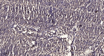 Na+/K+-ATPase α2 rabbit pAb Antibody