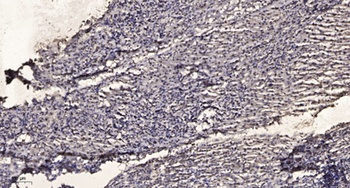 NFATc3 (phospho Ser165) rabbit pAb Antibody