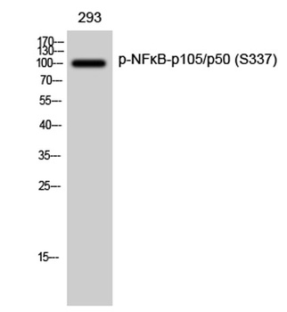 NFκB-p105/p50 (phospho Ser337) rabbit pAb Antibody