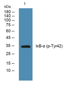 IκB-α (phospho Tyr42) rabbit pAb Antibody