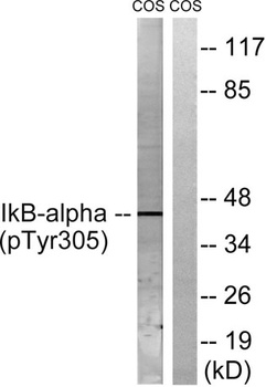 IκB-α (phospho Tyr305) rabbit pAb Antibody