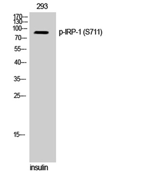 IRP-1 (phospho Ser711) rabbit pAb Antibody
