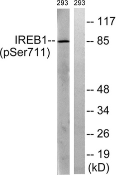 IRP-1 (phospho Ser711) rabbit pAb Antibody