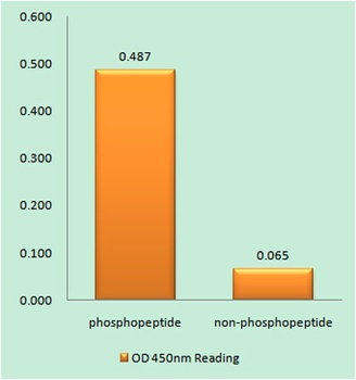 IRP-1 (phospho Ser138) rabbit pAb Antibody