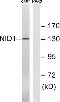 Nidogen rabbit pAb Antibody