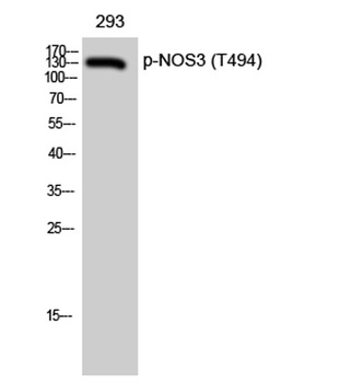 eNOS (phospho Thr494) rabbit pAb Antibody