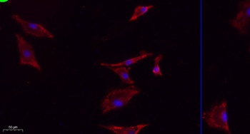 eNOS rabbit pAb Antibody