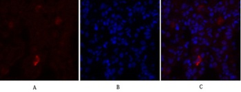 eNOS rabbit pAb Antibody