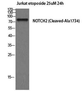 Cleaved-Notch 2 (A1734) rabbit pAb Antibody