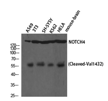 Cleaved-Notch 4 (V1432) rabbit pAb Antibody