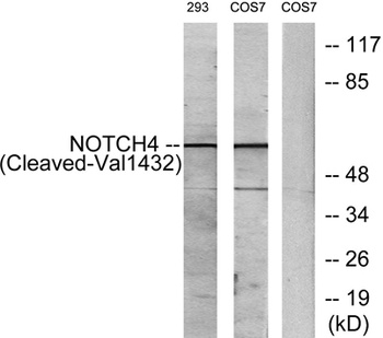 Cleaved-Notch 4 (V1432) rabbit pAb Antibody