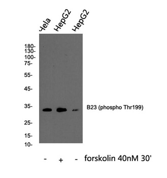 B23 (phospho Thr199) rabbit pAb Antibody