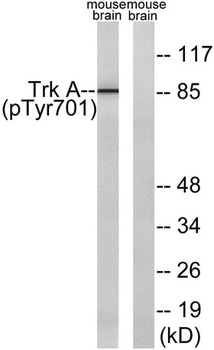 Trk A (phospho Tyr701) rabbit pAb Antibody