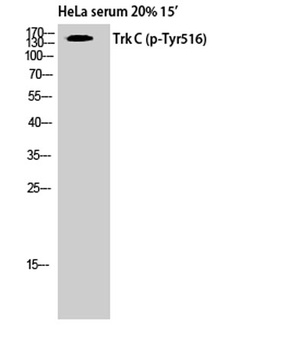 Trk C (phospho Tyr516) rabbit pAb Antibody
