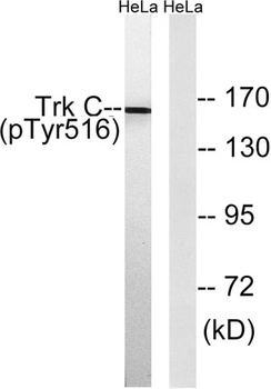 Trk C (phospho Tyr516) rabbit pAb Antibody